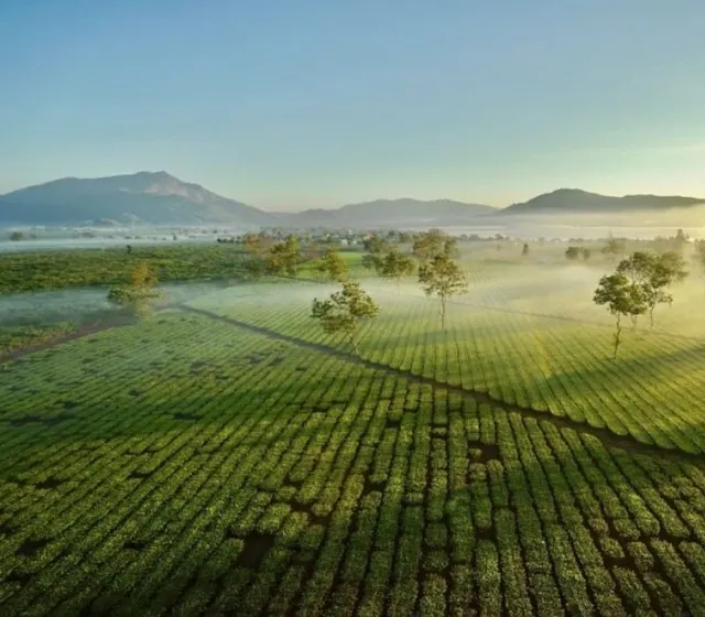 Trải nghiệm cắm trại đồi thông Diên Phú cực chill ở Gia Lai