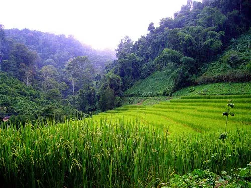 Kinh nghiệm trekking Thái Lan: Bí kíp và lưu ý từ A đến Z