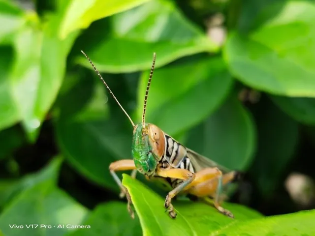 Làm cách nào để chụp ảnh macro trên vivo đẹp như máy ảnh chuyên nghiệp?