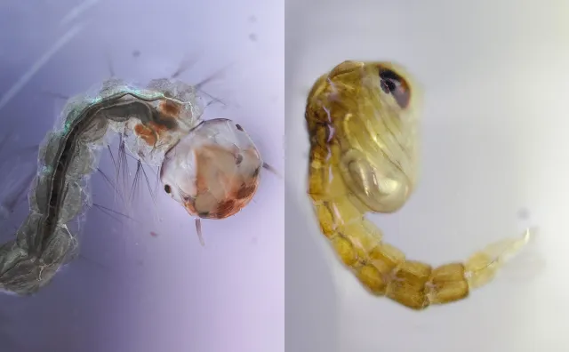 Công nghệ ống kính hiển vi trên Oppo Find X3 Pro: Khám phá thế giới vi mô