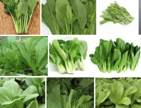 Danh sách các loại rau cải ở Việt Nam và đặc điểm nhận biết