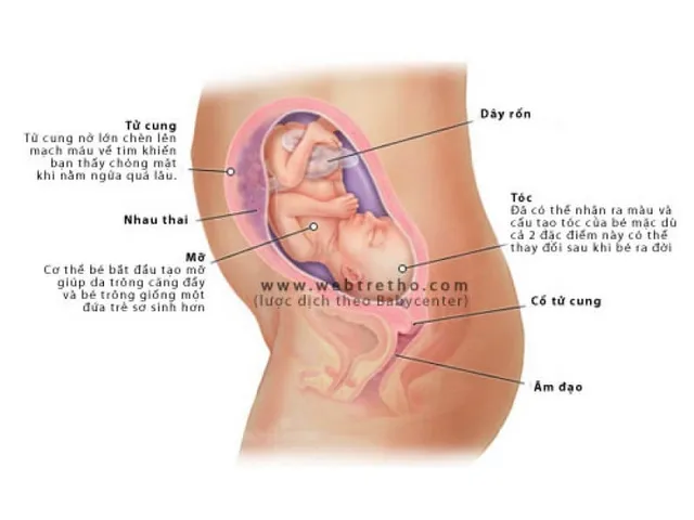 Các giai đoạn phát triển của thai nhi: sự phát triển não bộ