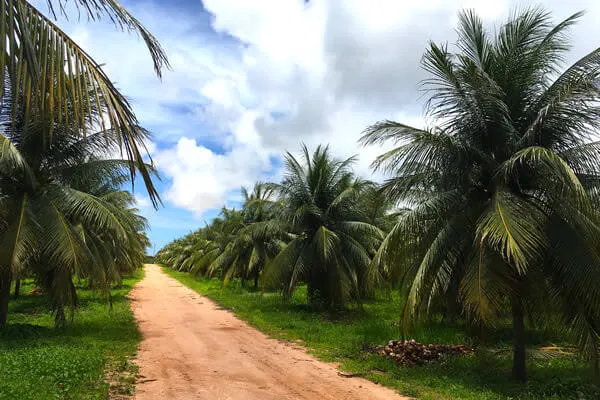 Betrimex's Coconut milk suppliers - Vietnamese pride