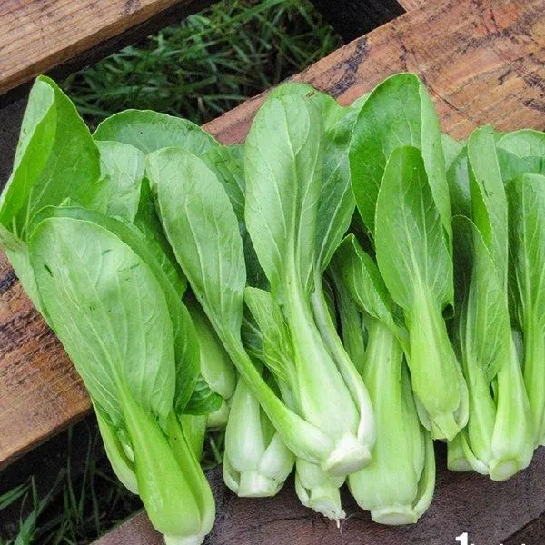 Nhận biết 14 loại rau cải phổ biến theo hình thái và hương vị