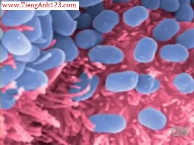 bai11