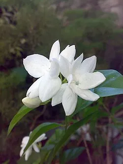 250px-Jasminum_sambac