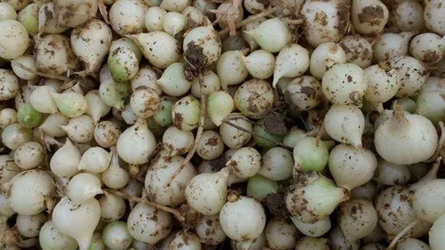 Hành tăm là gì? Cách dùng và bảo quản đúng cách