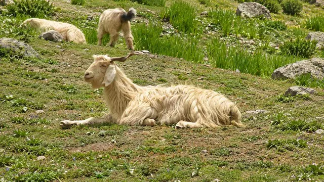 Cashmere là gì? Đặc điểm, giá trị và cách bảo quản đúng cách