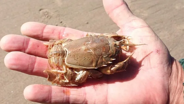 Cua rù rì là gì? Cách nhận biết và thưởng thức đặc sản biển