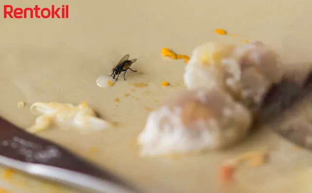 4 phương pháp diệt ruồi nhà hàng, quán ăn hiệu quả cho doanh nghiệp