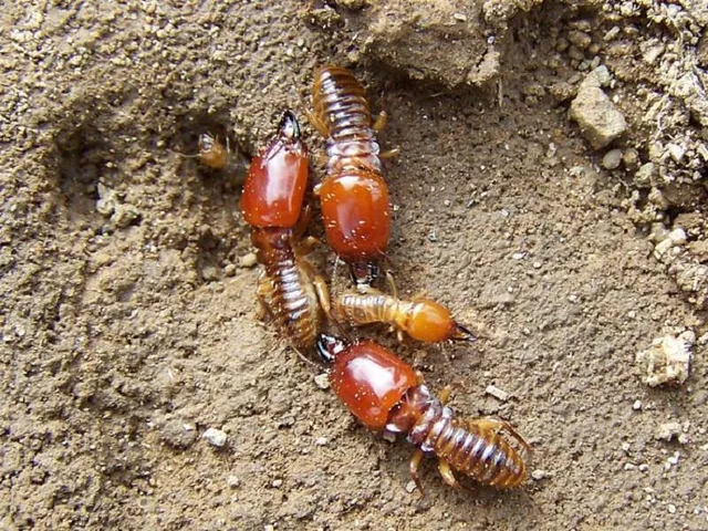 Thực đơn nhà hàng tiệc cưới thế hệ mới - cầu kỳ mà chẳng quá tốn kém