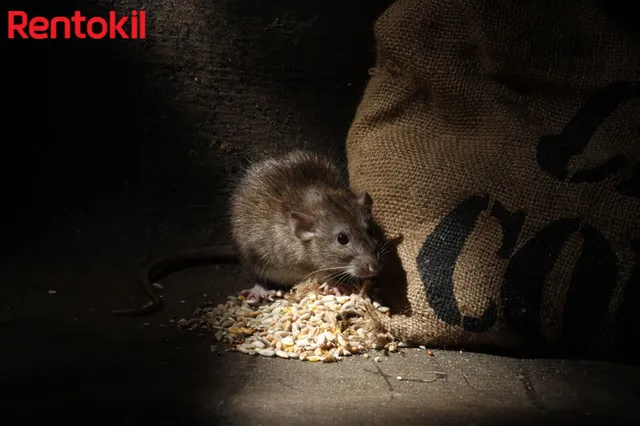 3 loài gây hại thường xuất hiện tại cơ sở kinh doanh thực phẩm và cách loại trừ từ công ty diệt côn trùng Rentokil