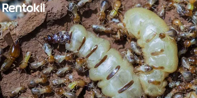 4 Cách diệt mối tận gốc mà bạn có thể làm tại nhà