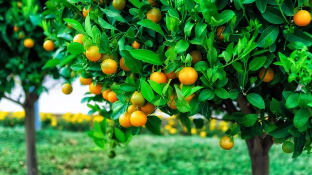Thực đơn cơm hộp mang đi làm vừa nhanh vừa đủ chất