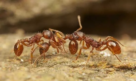 Kiến là loài côn trùng cổ nhất trên Trái Đất