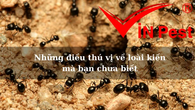 Khám phá thế giới loài kiến: Những sự thật thú vị nhất