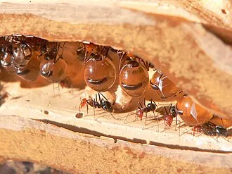 Khám phá kiến mật: Loài côn trùng có khả năng dự trữ thức ăn