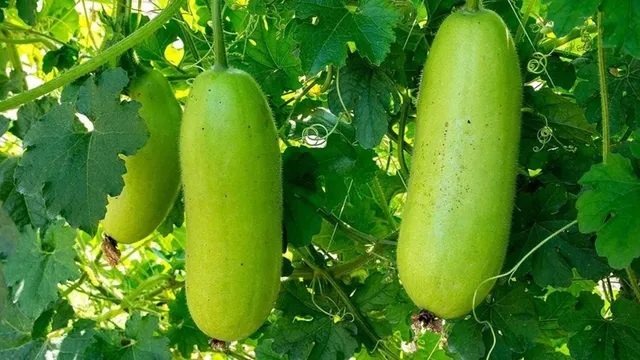 Bí quyết dùng bí đao thanh lọc cơ thể và trị mụn