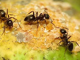 330px-Black_Garden_Ant_tending_Citrus_Mealybug_%2816063538972%29