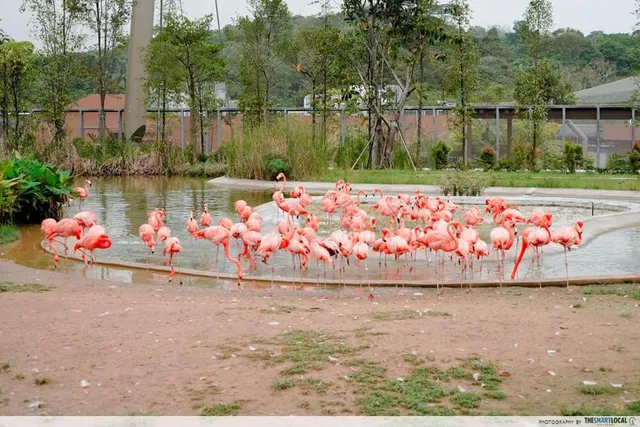 Vé Thiên Đường Chim Bird Paradise Singapore: Giá và kinh nghiệm mua