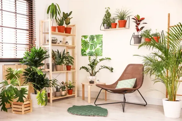 10 cây trồng trong nhà tăng vượng khí, dễ chăm sóc