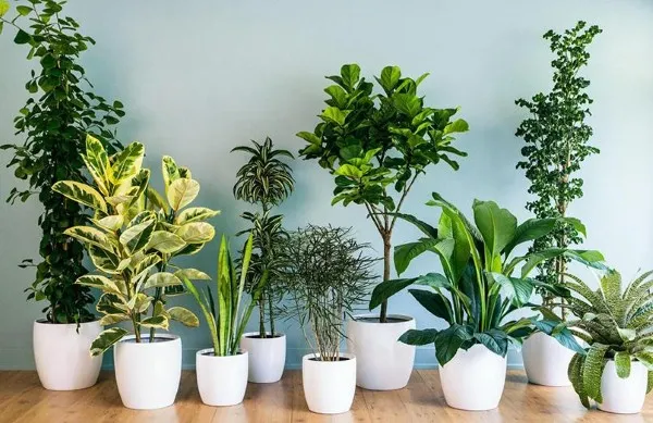 14+ cây cảnh trong nhà dễ sống, hợp phong thủy và an toàn (cập nhật 2026)