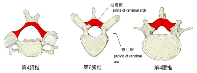 Người Việt (Kinh): Hành trình văn hóa qua lăng kính công nghệ