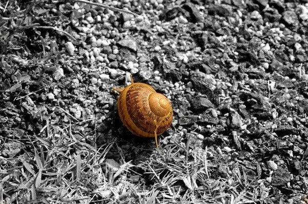 Bí quyết giúp bạn chỉnh nền đen bằng Snapseed