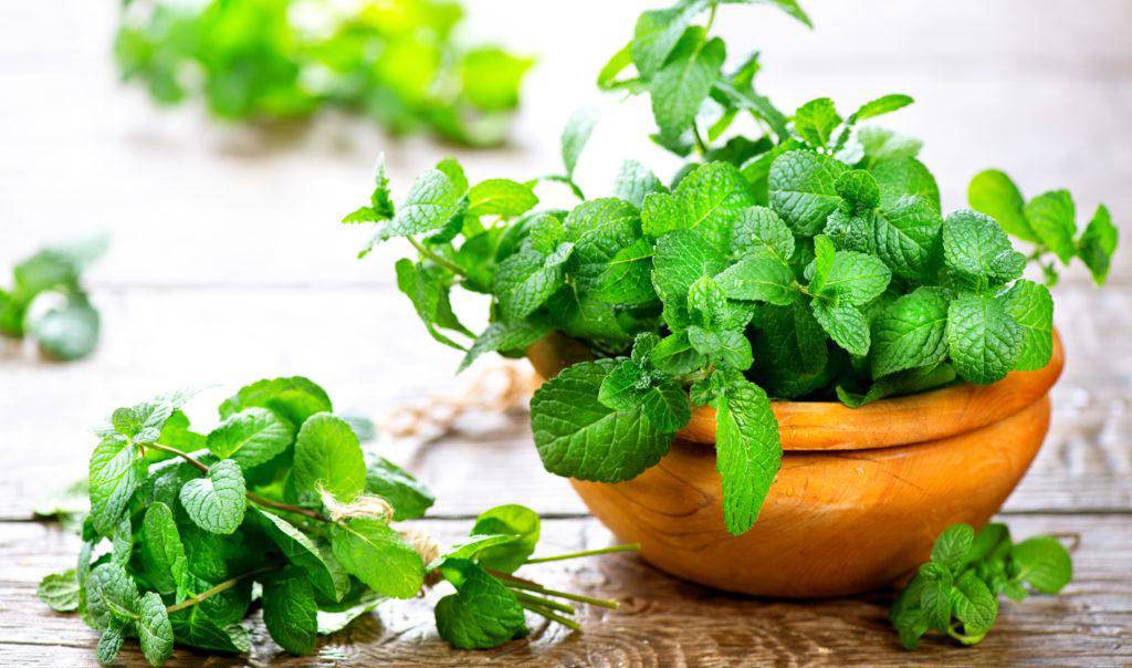 Cây Trầu Bà – cây thanh lọc không khí và cân bằng năng lượng phòng ngủ theo phong thủy