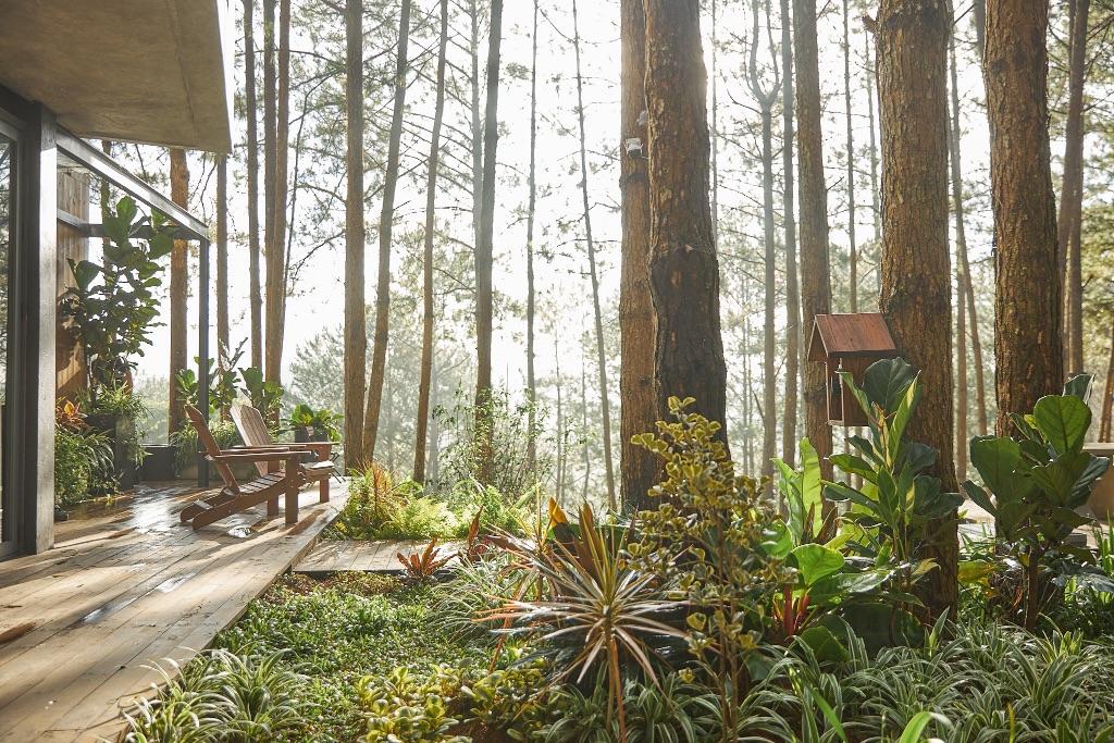 Bể ngâm nước khoáng nóng ngoài trời giữa rừng thông Đà Lạt buổi sớm mai có sương