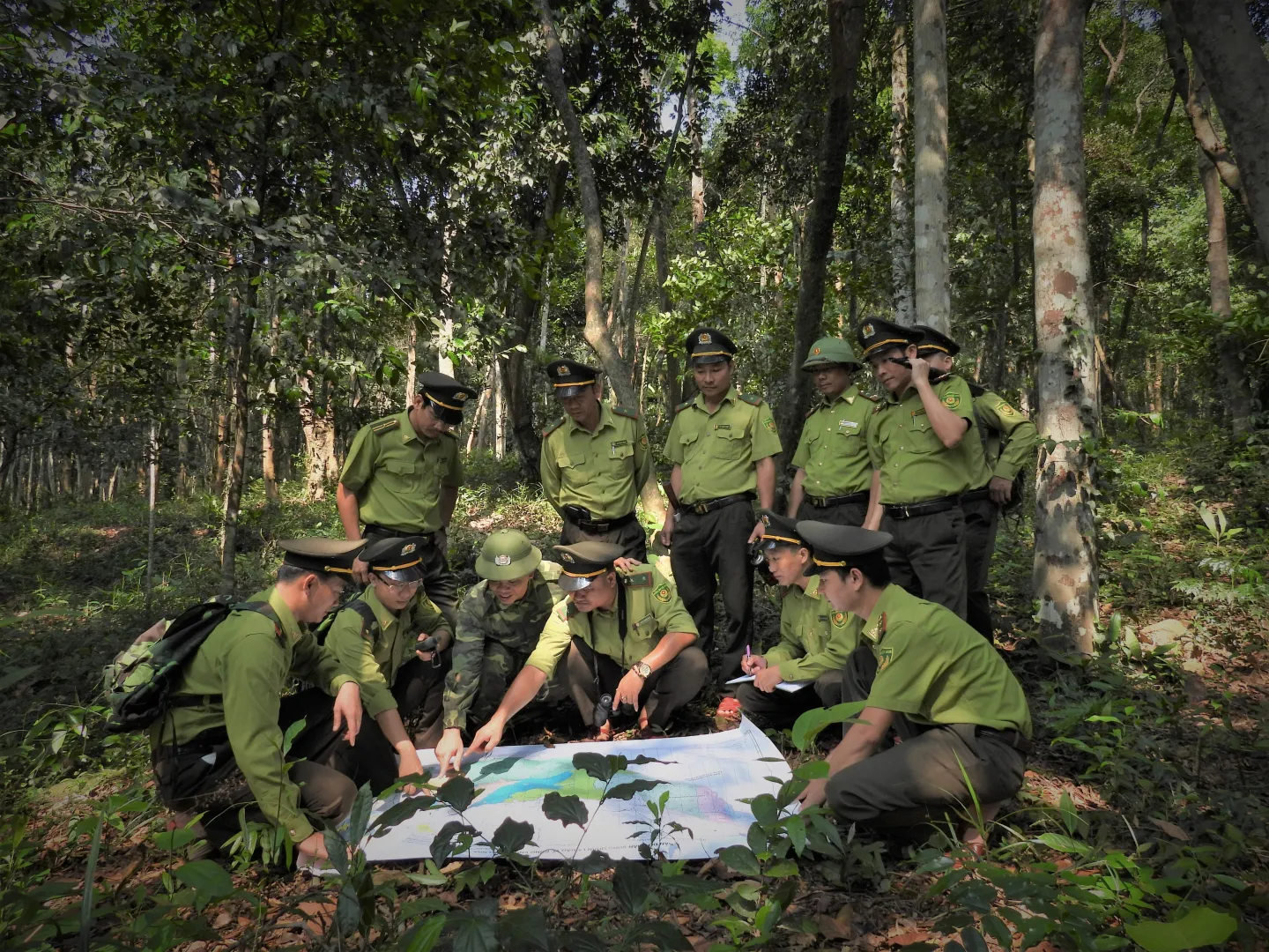 Rừng nguyên sinh Phong Nha Kẻ Bàng buổi sáng sớm với ánh nắng xuyên qua tán cây cổ thụ