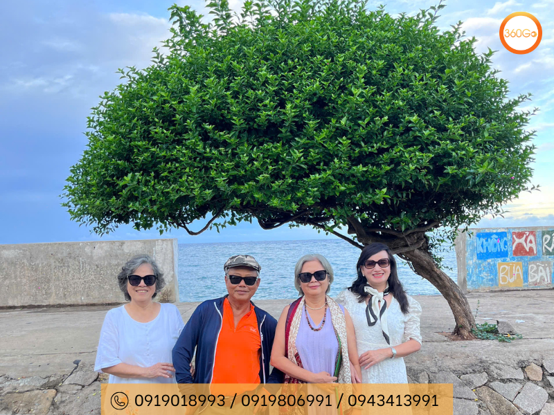 Cây Cô Đơn — biểu tượng nổi tiếng tại đảo Phú Quý, Bình Thuận