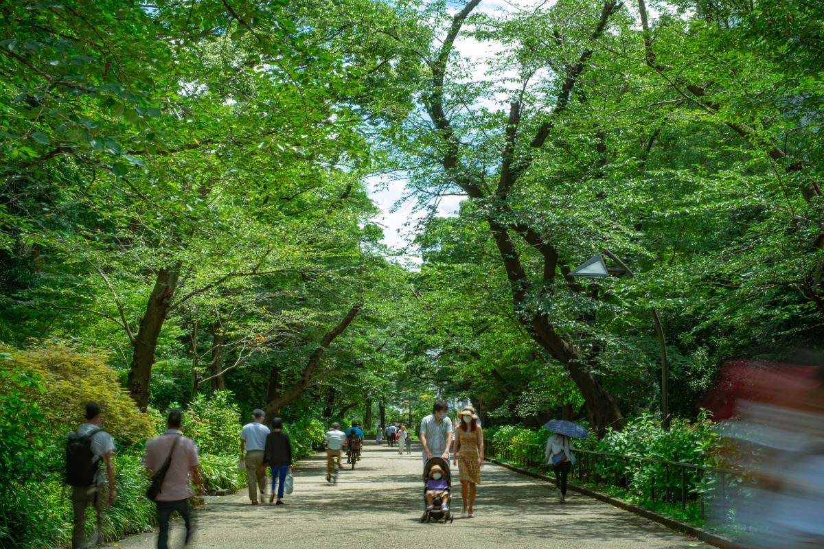 Ueno Park về đêm với hàng nghìn cây anh đào được chiếu sáng
