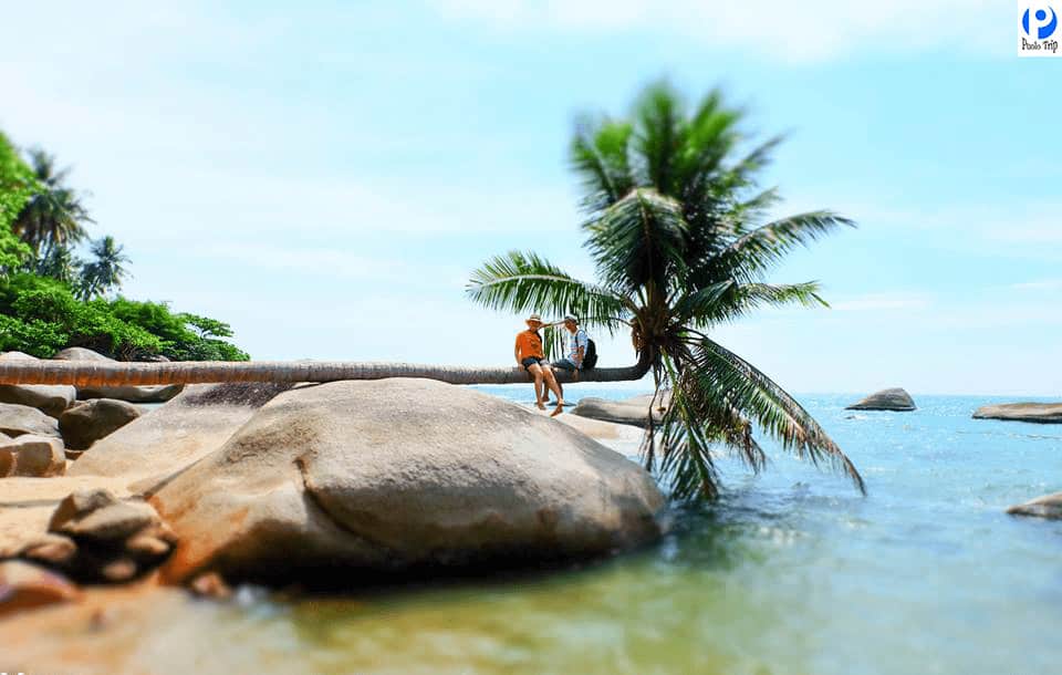 Cây dừa nằm ngang đặc trưng tại bãi Xếp Hòn Sơn lúc bình minh