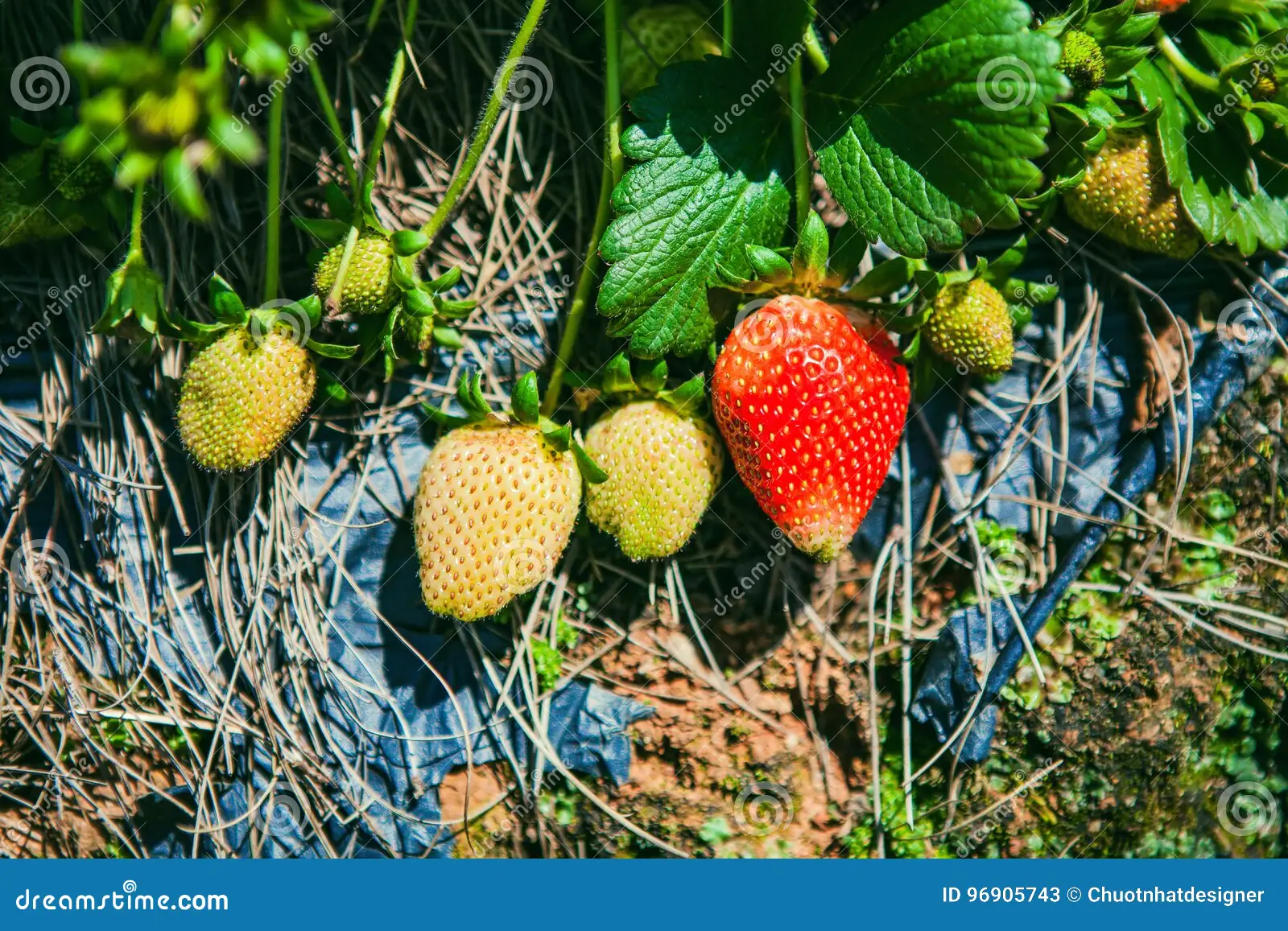 Trang trại dâu tây Đà Lạt cho du khách tự tay hái