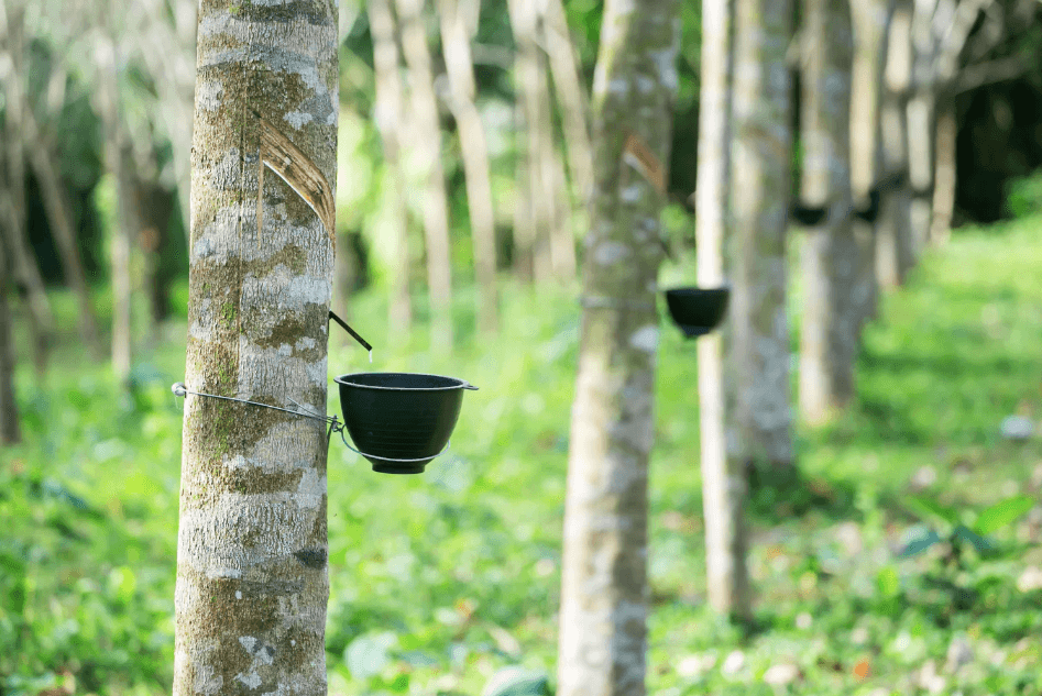 Biểu đồ phân tích tài chính cổ phiếu cao su