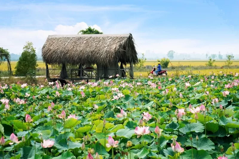 Đồng Tháp hấp dẫn với làng hoa Sa Đéc và vườn quốc gia Tràm Chim