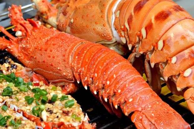 Tôm hùm Phú Quý tươi ngon được nuôi thả tự nhiên