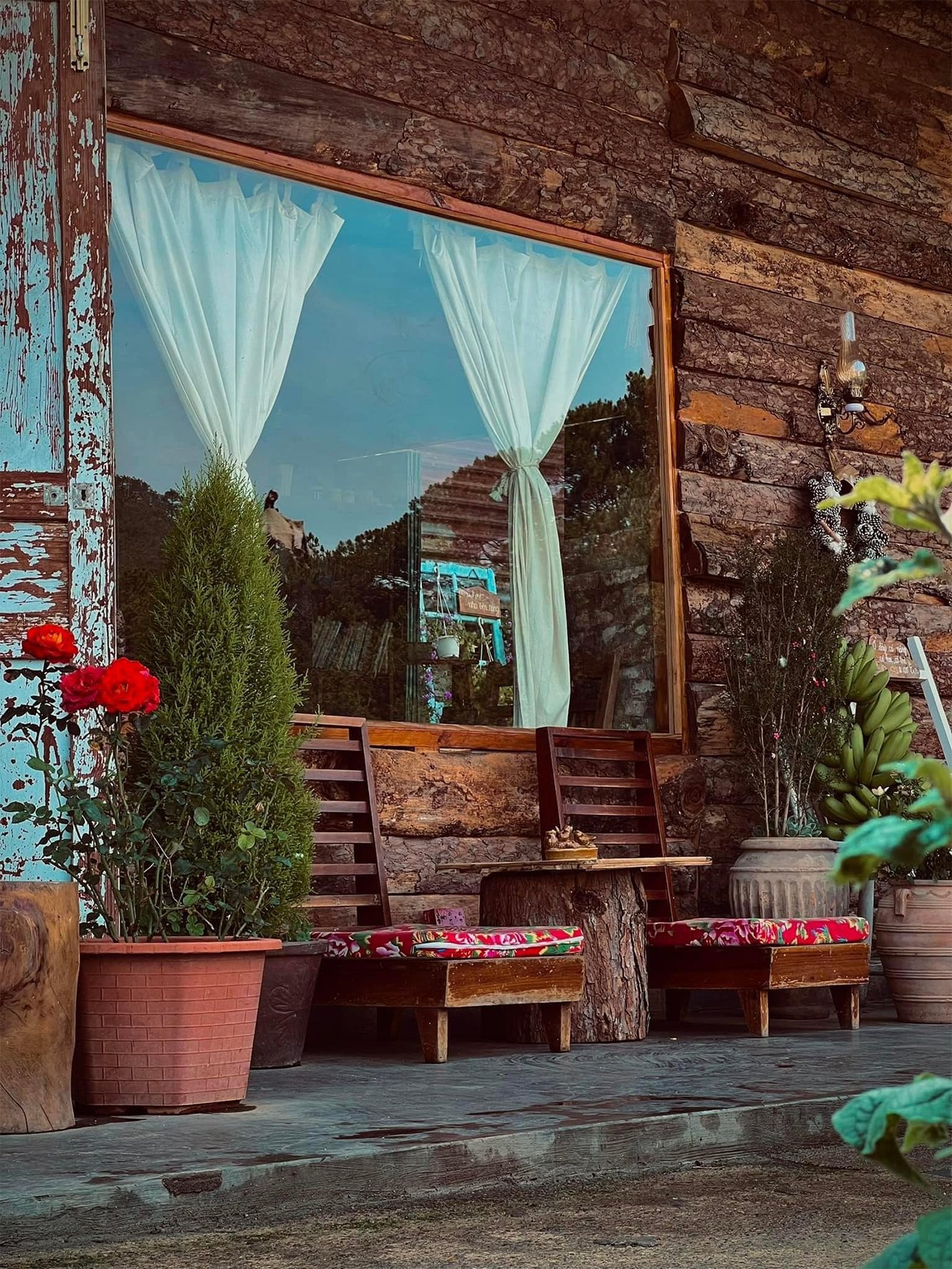 Cánh đồng cỏ lau Đà Lạt