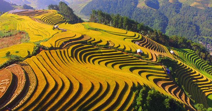 Mù Cang Chải mùa vàng