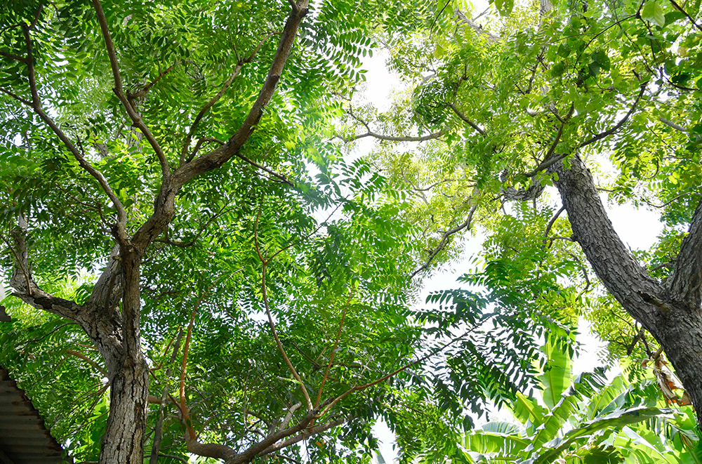 Cây sầu đâu thân cao