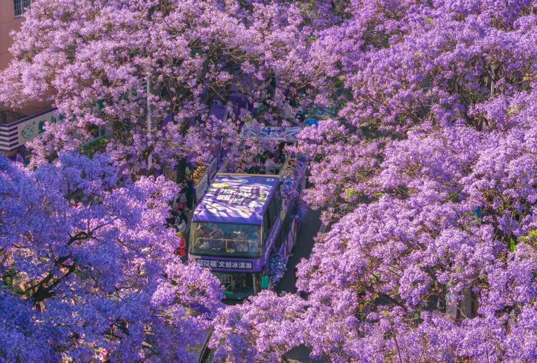 Kế hoạch du lịch hoàn chỉnh ngắm hoa phượng tím Côn Minh - nguồn từ ivivu