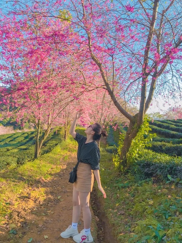 Góc nhìn từ trên cao xuống đồi chè Ô Long Sapa ngập tràn sắc hồng hoa anh đào xen kẽ luống chè