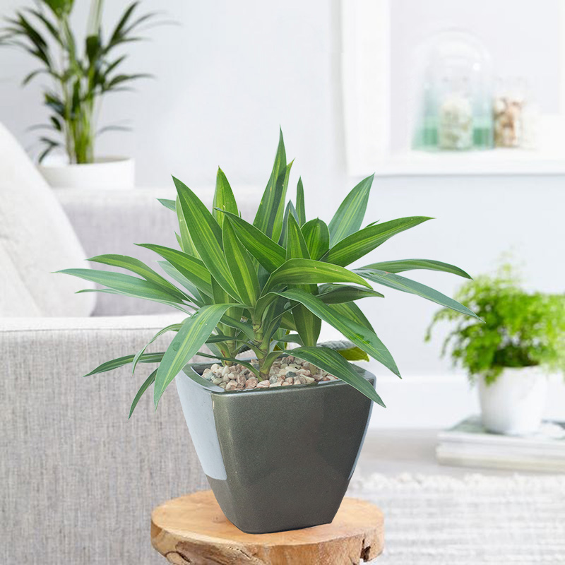 chậu cây xanh trong góc phòng