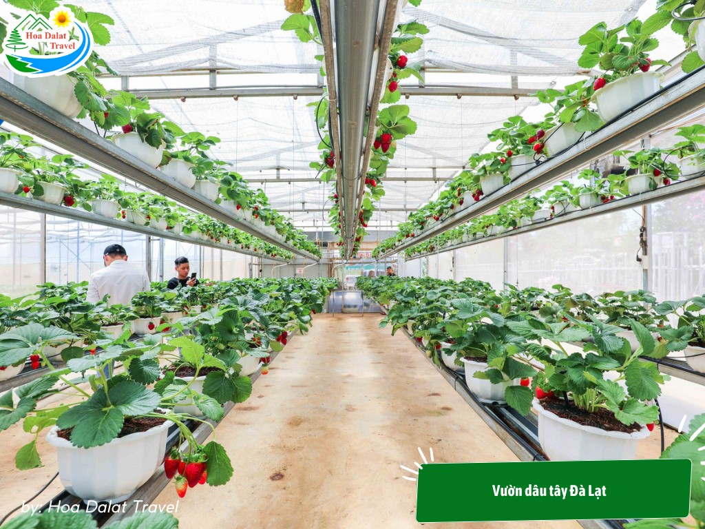Vườn dâu tây Đà Lạt theo mùa
