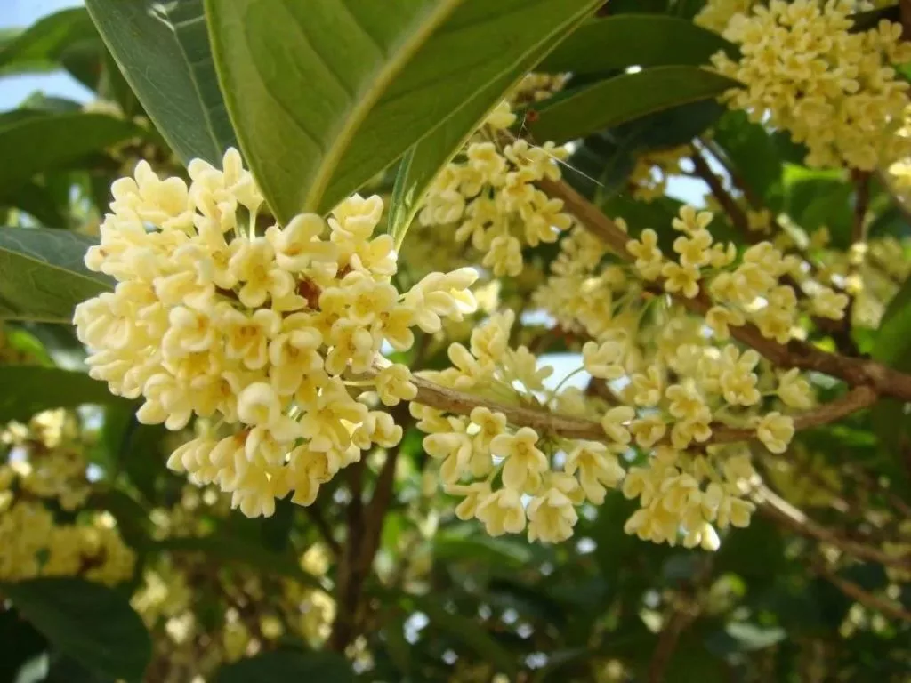 Quế hoa vàng tươi sấy khô