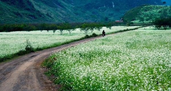 Đồi hoa cải Mộc Châu