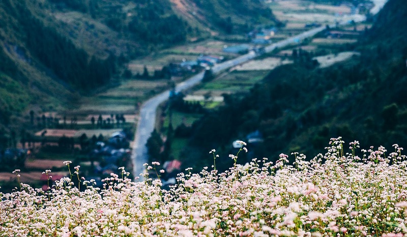 Mùa hoa tam giác mạch Hà Giang, khi cao nguyên đá khoác áo hồng tím