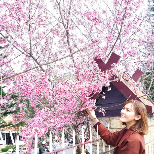 Hoa mai anh đào Đà Lạt nở rộ mùa xuân