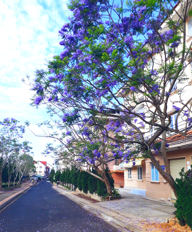 Hoa phượng tím Đà Lạt — đặc trưng mùa hè phố núi